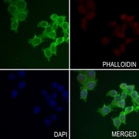 NMDAR1 Rabbit Polyclonal Antibody