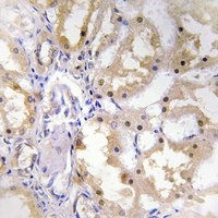 Granzyme H Rabbit Polyclonal Antibody