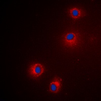 Granzyme H Rabbit Polyclonal Antibody