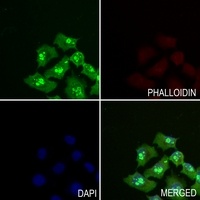 HDGFRP3 Rabbit Polyclonal Antibody