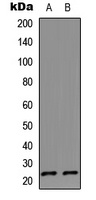 IL-17D Antibody