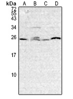 IL-3 Rabbit Polyclonal Antibody