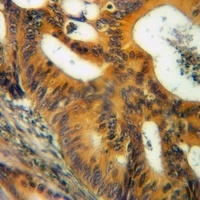 CD124 Antibody
