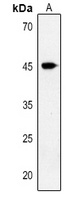 Inhibin beta B Rabbit Polyclonal Antibody
