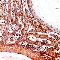 Inhibin beta B Rabbit Polyclonal Antibody