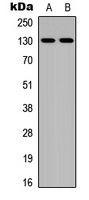 JMY Rabbit Polyclonal Antibody