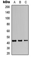 JUNB Rabbit Polyclonal Antibody
