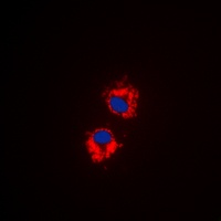 EG5 (Phospho-T926) Antibody