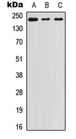 Laminin beta 1 Rabbit Polyclonal Antibody