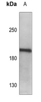 LMO7 Rabbit Polyclonal Antibody