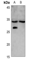 LYL1 Rabbit Polyclonal Antibody