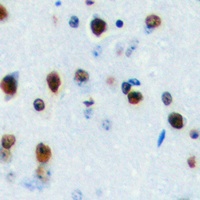 LYL1 Rabbit Polyclonal Antibody