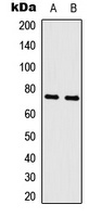 c-Myb Rabbit Polyclonal Antibody