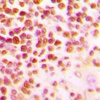 c-Myb Rabbit Polyclonal Antibody