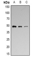 p47 phox (Phospho-S328) Antibody