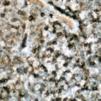 p47 phox (Phospho-S359) Antibody