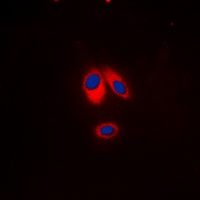 p47 phox (Phospho-S359) Antibody