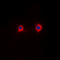 NFAT4 (Phospho-S165) Antibody