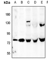 OLFML2A Rabbit Polyclonal Antibody
