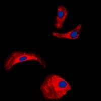 OLFML2A Rabbit Polyclonal Antibody
