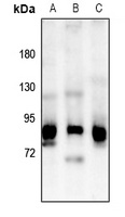 OLFML2B Rabbit Polyclonal Antibody