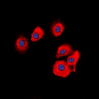 OLFML2B Rabbit Polyclonal Antibody