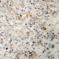 OVOL1 Rabbit Polyclonal Antibody