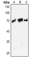 PCK1 Rabbit Polyclonal Antibody