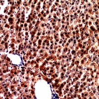 PCK1 Rabbit Polyclonal Antibody