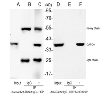 Mouse Anti-Rabbit IgG - For IP/CoIP Antibody (HRP)