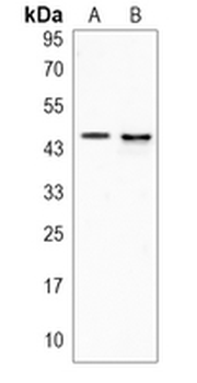 ANGPTL4 Rabbit Polyclonal Antibody