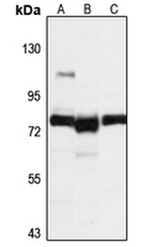 PARP12 Rabbit Polyclonal Antibody