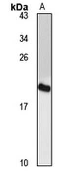 GALP Rabbit Polyclonal Antibody