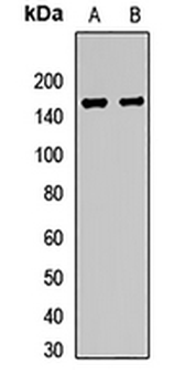 NLP Rabbit Polyclonal Antibody