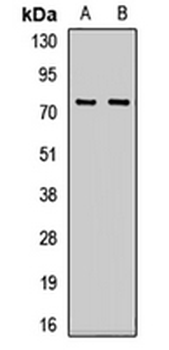 OGFR Rabbit Polyclonal Antibody