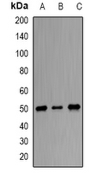 ORC4 Rabbit Polyclonal Antibody