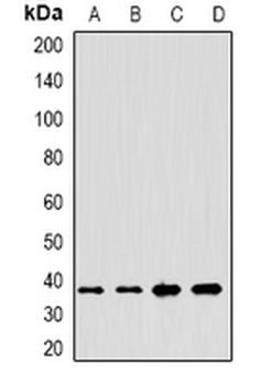 Anamorsin Rabbit Polyclonal Antibody