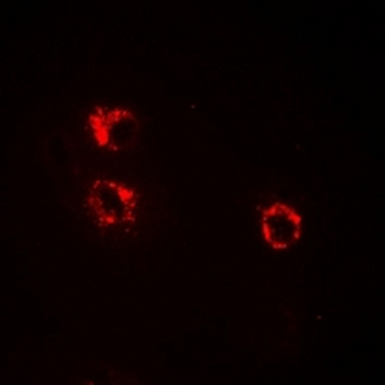 Anamorsin Rabbit Polyclonal Antibody