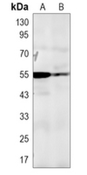 OLFM1 Rabbit Polyclonal Antibody