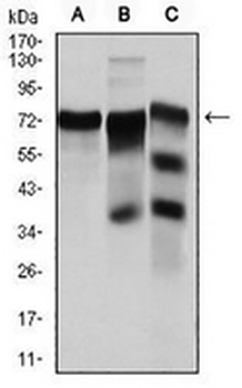 YAP1 Mouse Monoclonal Antibody