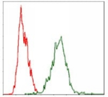 YAP1 Mouse Monoclonal Antibody