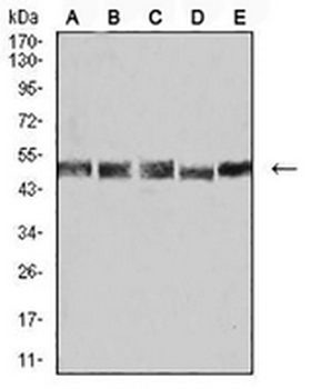 UFD1L Mouse Monoclonal Antibody