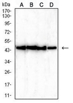 TARDBP Mouse Monoclonal Antibody