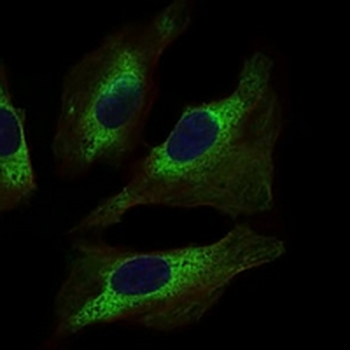 STAT5A Mouse Monoclonal Antibody