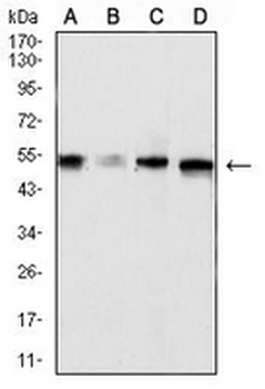 CD329 Mouse Monoclonal Antibody