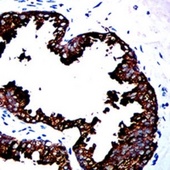 CD329 Mouse Monoclonal Antibody