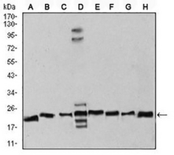 RAN Mouse Monoclonal Antibody
