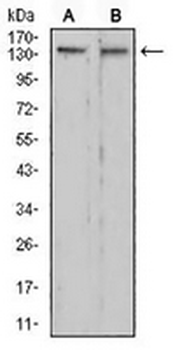 RAD50 Mouse Monoclonal Antibody