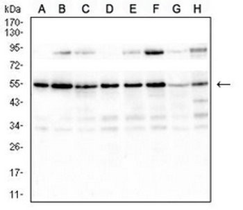 RAD23B Mouse Monoclonal Antibody