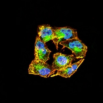 RAD23B Mouse Monoclonal Antibody
